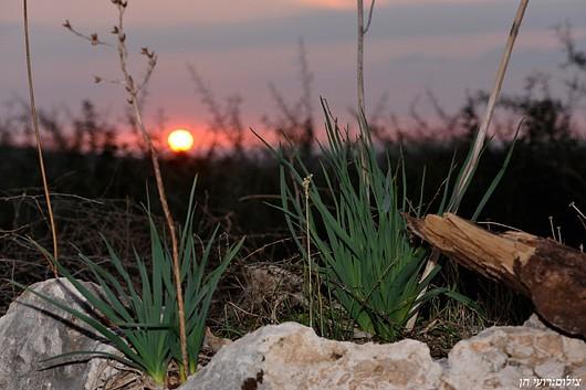 53371 וילה כליל הטבע, כליל הטבע, וילה  בכליל וילות - Vila 4 U