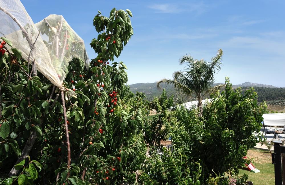 219004 מתחם האחוזה, אחוזת מרלו - MERLOT, וילה  בדלתון וילות - Vila 4 U